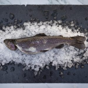 KayRansomPhotography8962_1 - LR