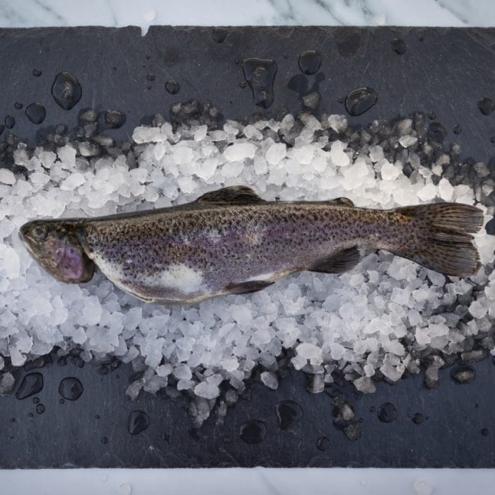 Fresh Whole Rainbow Trout