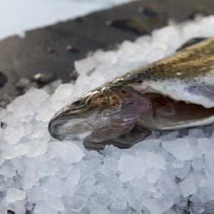 KayRansomPhotography8977 - LR